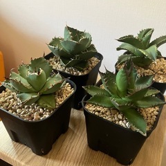 【４点セット】アガベ　チタノタ　ジャガーノート　黒鯨　ホリダ　ソーラーエクリプス　観葉植物　多肉植物の画像