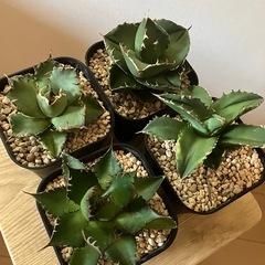 【４点セット】アガベ　チタノタ　ジャガーノート　黒鯨　ホリダ　ソーラーエクリプス　観葉植物　多肉植物の画像