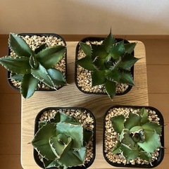 【４点セット】アガベ　チタノタ　ジャガーノート　黒鯨　ホリダ　ソーラーエクリプス　観葉植物　多肉植物の画像