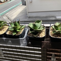 【４点セット】アガベ　チタノタ　ジャガーノート　黒鯨　ホリダ　ソーラーエクリプス　観葉植物　多肉植物の画像