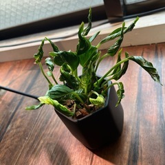 希少　アグラオネマ　スターダストオレンジ　ポトステルノラブソング　観葉植物の画像