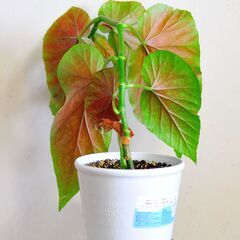 木立性ベゴニアマクラータ　プラポット植え1の画像