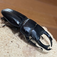 【取り引き中】オオクワガタの画像