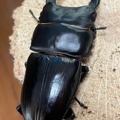 【取り引き中】オオクワガタの画像
