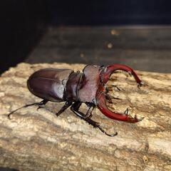 【ケース付き】ユダイクスミヤマ 新成虫♂単品の画像