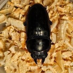 能勢ＹＧ血統オオクワガタ　メス５２㎜の画像