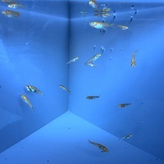 メダカ　オレンジブラックリム　稚魚10匹の画像