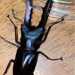 メタリフェルホソアカクワガタの画像