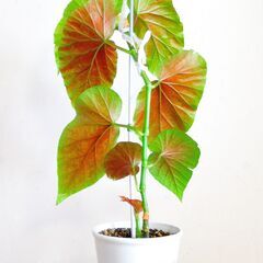 木立性ベゴニアマクラータ　プラポット植え2の画像