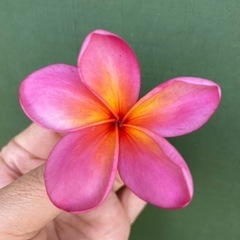 プルメリア　2本の画像