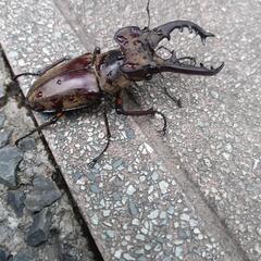 ミヤマクワガタ[差し上げます]の画像