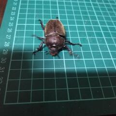 カブトムシ入荷致しました‼️の画像