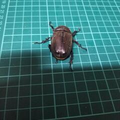 カブトムシ入荷致しました‼️の画像
