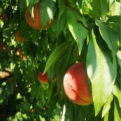 訳あり桃なつっこ🍑5玉500円！の画像