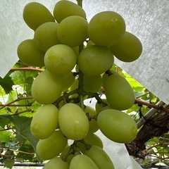 2キロ🍇シャインマスカット家庭用訳ありの画像