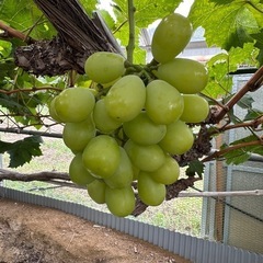 2キロ🍇シャインマスカット家庭用訳ありの画像