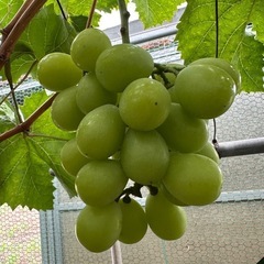 2キロ🍇シャインマスカット家庭用訳ありの画像