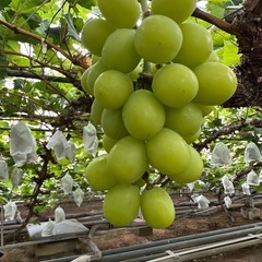 2キロ🍇シャインマスカット家庭用訳ありの画像
