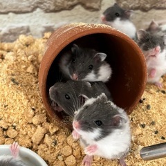 ジャンガリアンハムスター　ブルーパンダ