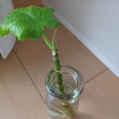 ウンベラータの画像