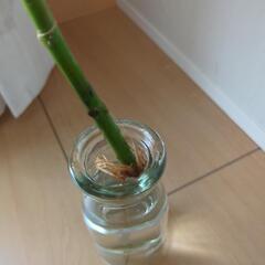 ウンベラータの画像