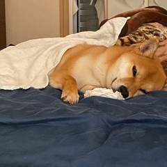 穏やかな柴犬