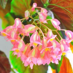 木立性ベゴニアマクラータ　プラポット植え3の画像