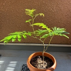 観葉植物　エバーフレッシュ 