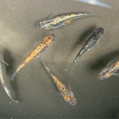 【残：１セット】３〜５品種🐟高級メダカ・拡張セット・計20匹の画像