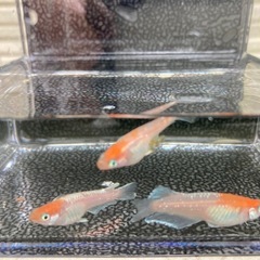 【残：１セット】３〜５品種🐟高級メダカ・拡張セット・計20匹の画像