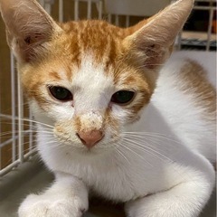 可愛い茶白くん🐾🐈生後４ヶ月！個別面会できます！