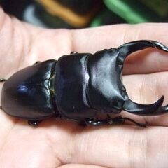 福岡県産オオクワガタ ♂65.5ミリ ♀46.8ミリ ペアの画像