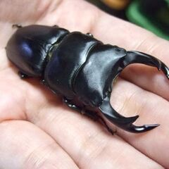 福岡県産オオクワガタ ♂65.5ミリ ♀46.8ミリ ペアの画像