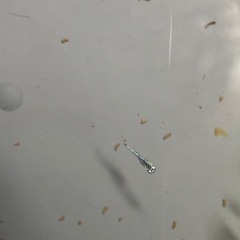 墨武マリアージュ（ボブマリ）稚魚10匹 めだか ビオトープの画像