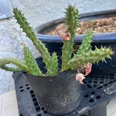 サボテン🌵❓の画像