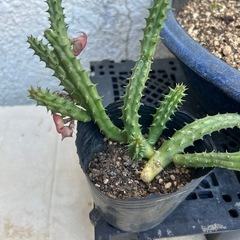 サボテン🌵❓の画像