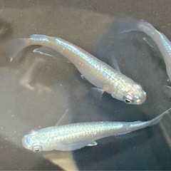 【残：１セット】３〜５品種🐟高級メダカ・拡張セット・計20匹の画像