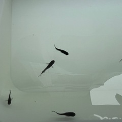 【決まりました】漆黒のメダカ　オロチ10匹の画像