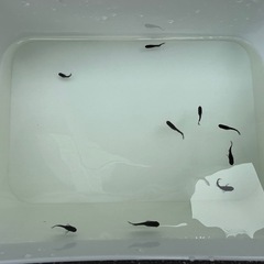 【決まりました】漆黒のメダカ　オロチ10匹の画像