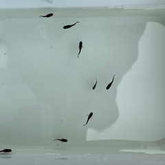 【決まりました】漆黒のメダカ　オロチ10匹の画像