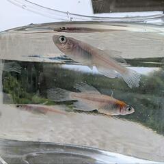 天女の舞（ヒカリ体型）稚魚〜幼魚１０匹の画像