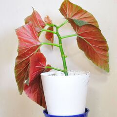 木立性ベゴニアマクラータ　プラポット植え4の画像