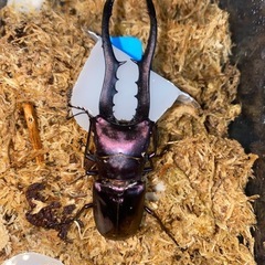 メタリフェル幼虫の画像