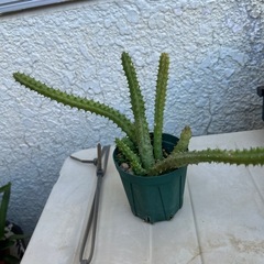 サボテン🌵　①の画像