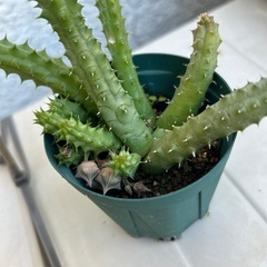 サボテン🌵　①の画像