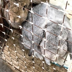 ウサギ🐇　2歳&3歳