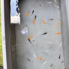 「お盆限定」MIXメダカの画像