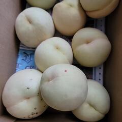 赤磐市の桃の画像