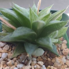 多肉植物 旧氷砂糖 ハオルチアの画像