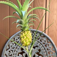 観賞用のミニパイン②の画像